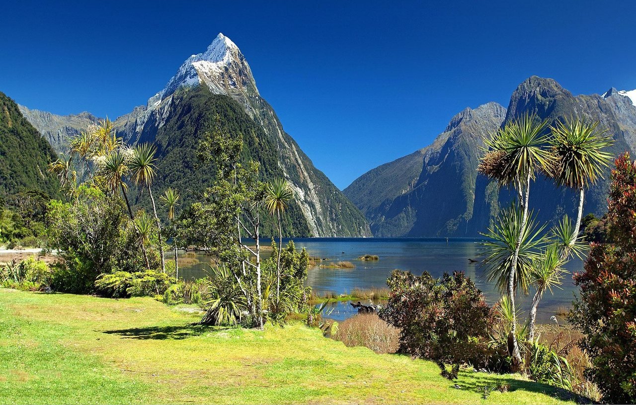 A snow-capped peak above the calm water of Milford Sound, with native plants in the foreground